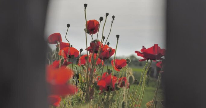 coquelicots au gr&eacute; du vent &agrave; cot&eacute; d'une cl&ocirc;ture 