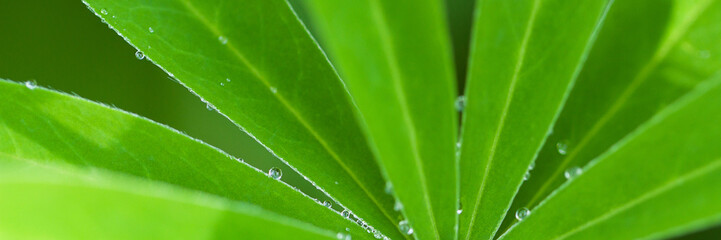 beautiful delicate and fresh green palmate leaf with dew drops on the edges after rain