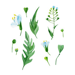 Fototapeta na wymiar Set of Capsella meadow flowers (seeds, leaves, buds, stems). Hand-drawn in watercolor. Botanical illustrations on a white background. Design elements that are perfect for postcards, prints, banners.