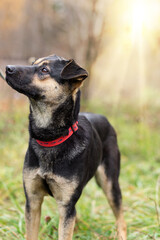 A breedless dog in a red collar on a walk in the autumn forest.