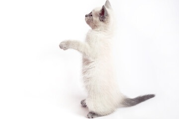The funny white Thai kitten stands on its hind legs and looks up.
