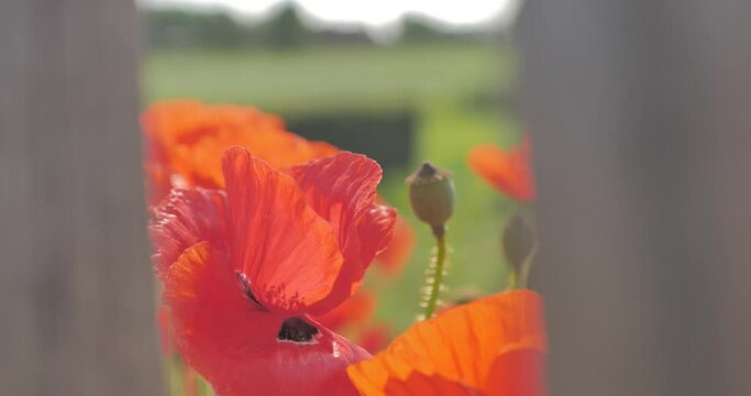 coquelicots au gr&eacute; du vent &agrave; cot&eacute; d'une cl&ocirc;ture 
