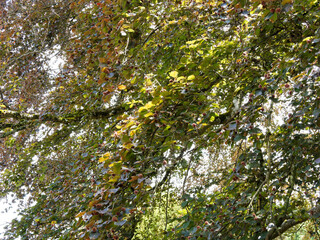 Fagus sylvatica purpurea, Sous un haut et vieux hêtre pourpre au tronc large, aux branches étalées et redressées, au feuillage pourpre et fructification mature 