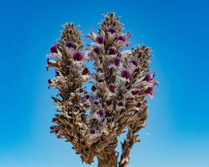 Coopers desert broomrape (Orobanche cooperi) is a parasitic perennial plant with purple flowers. This individual is held against a blue sky