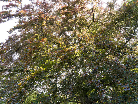 Fagus sylvatica purpurea, Sous un haut et vieux hêtre pourpre au tronc large, aux branches étalées et redressées, au feuillage pourpre