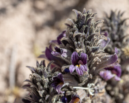 Desert broomrape (Orobanche cooperi) is a parasitic perennial plant with purple flowers