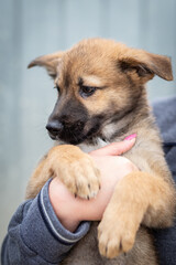 A homeless puppy of a large dog in the caring hands of a man.