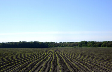Fototapeta na wymiar Plowed field for potato in brown soil on open countryside nature
