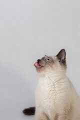 The cat licks and looks into the upper left corner.