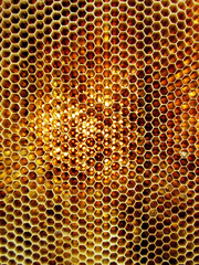 Abstract hexagon structure is honeycomb from bee hive