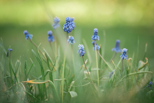 Muskari aucheri blue magic flower and green grass