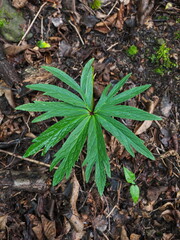 planta silvestre de color verde con forma de estrella