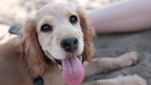 Cocker spaniel purebred puppy resting at a beach on sand, breathing with tongue out.