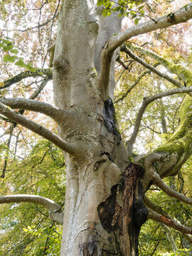 (Fagus sylvatica purpurea) Tronc centenaire d'un h&ecirc;tre pourpre &agrave; &eacute;corce gris argent&eacute;e &agrave; gris vert, lisse avec de petite fissures et cicatrisations aux branches couvertes de lichens