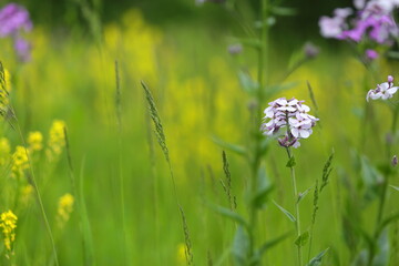 Spring time , time for love and hope. Green, color 