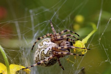A beautiful specimen of a oak spider (Aculepeira ceropegia) in its web. Macro.