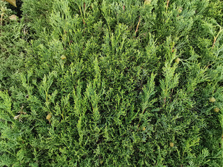 green cypresses for background, vegetation of southern countries, cypress evergreens