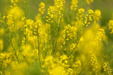 Spring time , time for love and hope. Green, color 