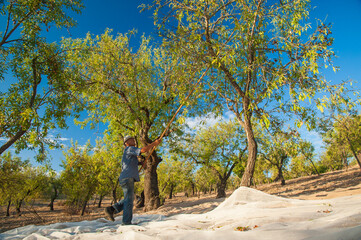 Fototapeta premium Almond harvest time