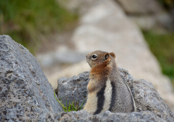 Naklejka na ściany i meble Ground Squirrel between rocks and logs on the beach near Agnes Lake in the Banff National Park