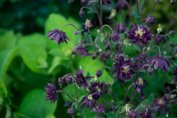 Aquilegia purple terry variety Nora Barlow. Garden plants blooming in early summer