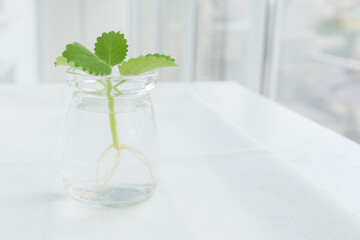 close up image of transparent jar with water and green little  mint sprout with roots  in it ready for planting.  Home gardening concept. Copy space for text.