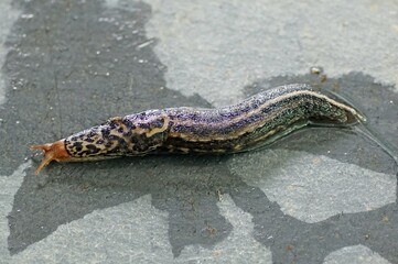 Tigerschnegel (Limax maximus)