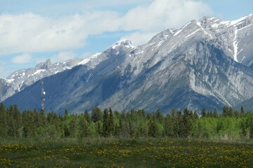 Rocky Mountains and Grasslands with Evergreen Forest in Spring