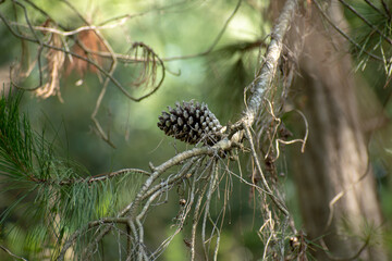 Pinus roxburghii cone from western Himalaya