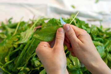 Girl cuts and washes sorrel during the preparation for food. Common sorrel, Spinach Dock, Rumex acetosa,