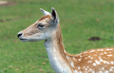 Persian Fallow deer or Dama Dama Mesopotamica Deer in Hamilton Safari, Ontario, Canada
