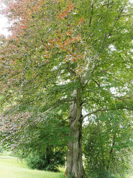 Fagus sylvatica purpurea | Grand et haut h&ecirc;tre pourpre 