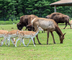 European Roe Deer in Hamilton Safari, Ontario, Canada
