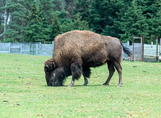 North American Bison also known as buffalo in Hamilton Safari, Ontario, Canada
