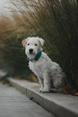 parson russell terrier dog sitting in the park