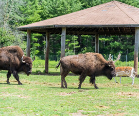 North American Bison also known as buffalo in Hamilton Safari, Ontario, Canada
