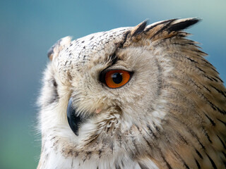 close up of a Siberian horned owl. Great horned owl

