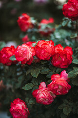 red roses in a garden