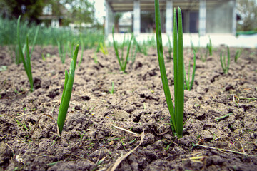Onions growing in the garden in rows at open ground farm. Garden bed with onions, gardening and farming concept. agricultural landings