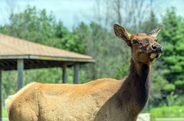 Fototapeta premium European Roe Deer in Hamilton Safari, Ontario, Canada 