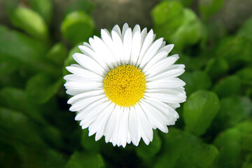 Fototapeta premium Marguerite daisy white flower macro nature on green background top view