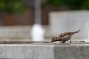 Tiny female house sparrow drinking water ( Passer Domesticus )