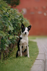 border collie puppy sitting near the bush