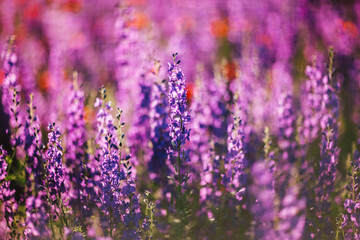 amazing purple field