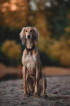 graceful dog saluki 