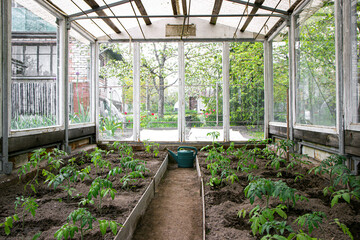 Green watering can in greenhouse with growing tomato plants, own small plantation to grow healthy ecological vegetables