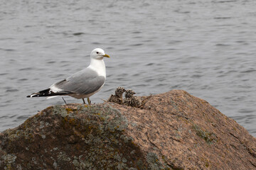 Seagull feeding baby on the rock at Baltic Sea.