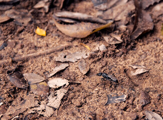 ants on the ground