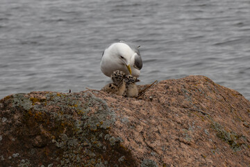Seagull feeding baby on the rock at Baltic Sea.
