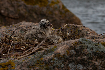 Seagull feeding baby on the rock at Baltic Sea.